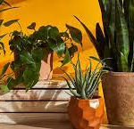 The Benefits of Having Plants in the Home2
