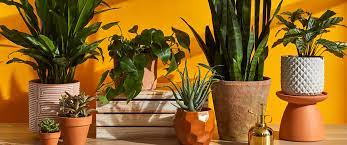 The Benefits of Having Plants in the Home