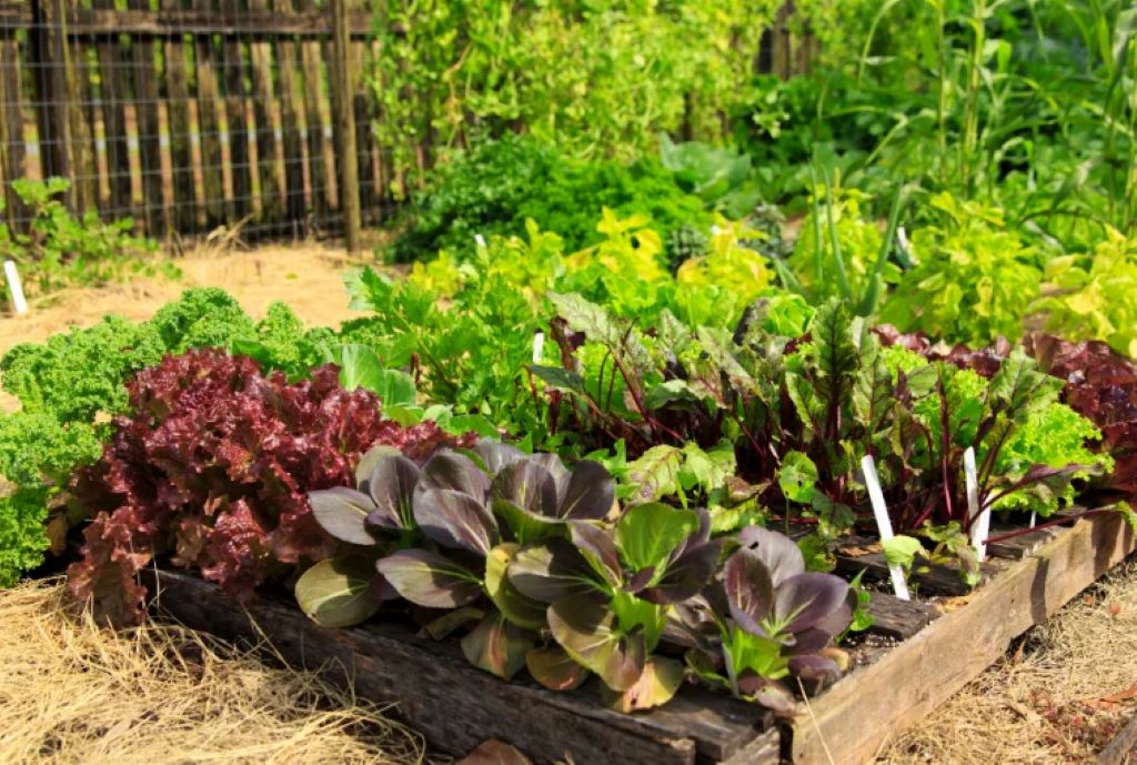 Soil Science Made Simple: Cultivating Your Wanderlust with Thriving Raised Beds